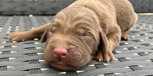 Newborn brown puppy sleeping peacefully on a woven surface.