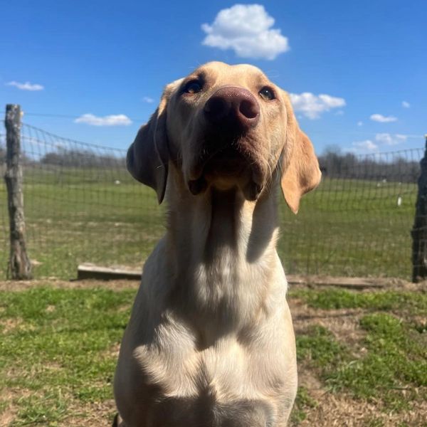 Close-up of a yellow Labrador Retriever outdoors on a sunny day.
