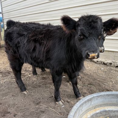 A small black calf stands near a metal feeding trough on dirt ground.