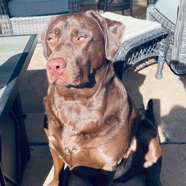 Chocolate Labrador sitting outdoors near wicker furniture.