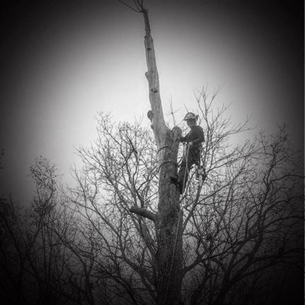 Daisy Tree Care Tree Care Dexter, Michigan