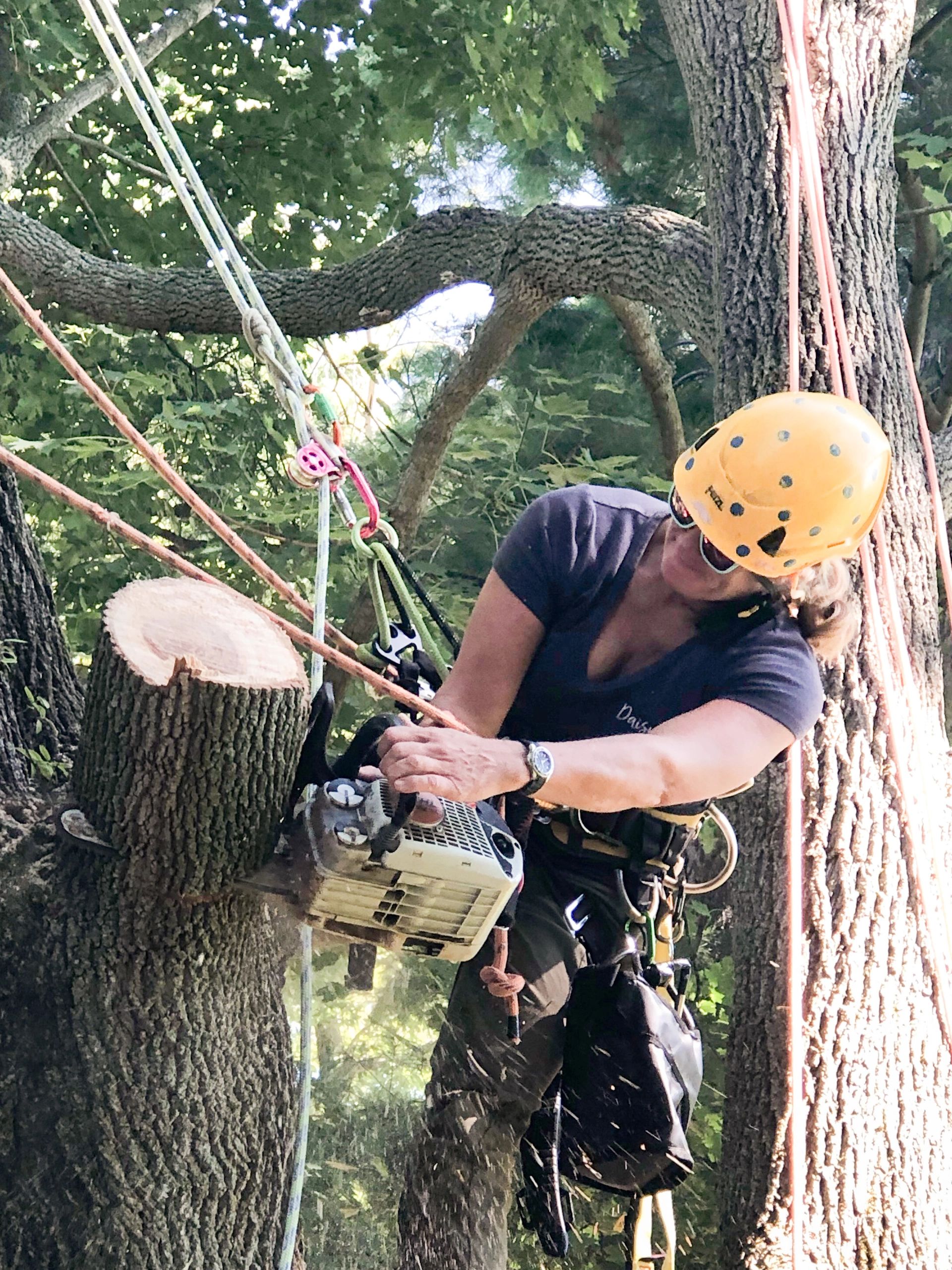Daisy Tree Care Tree Care Dexter, Michigan