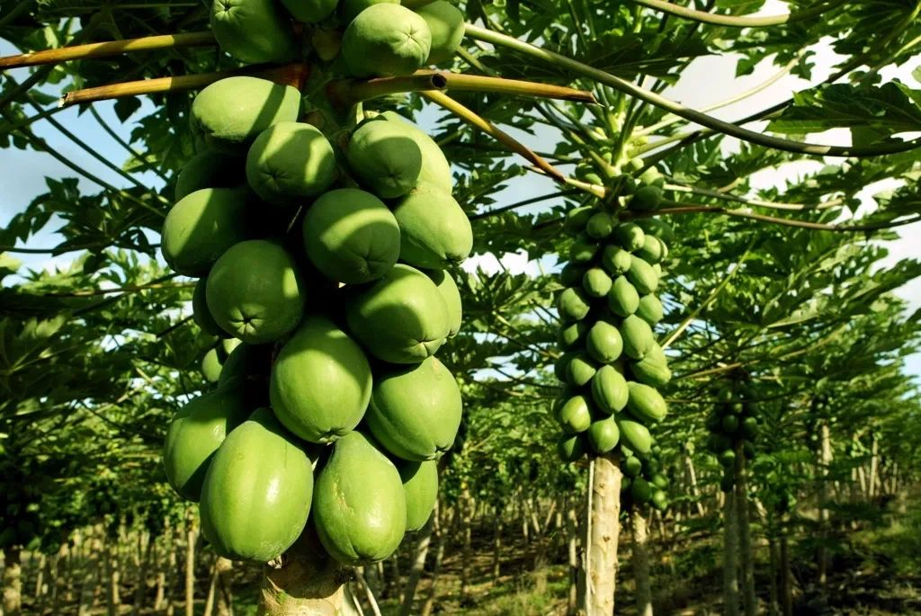 ALOHA SEED HERB intelligence overview