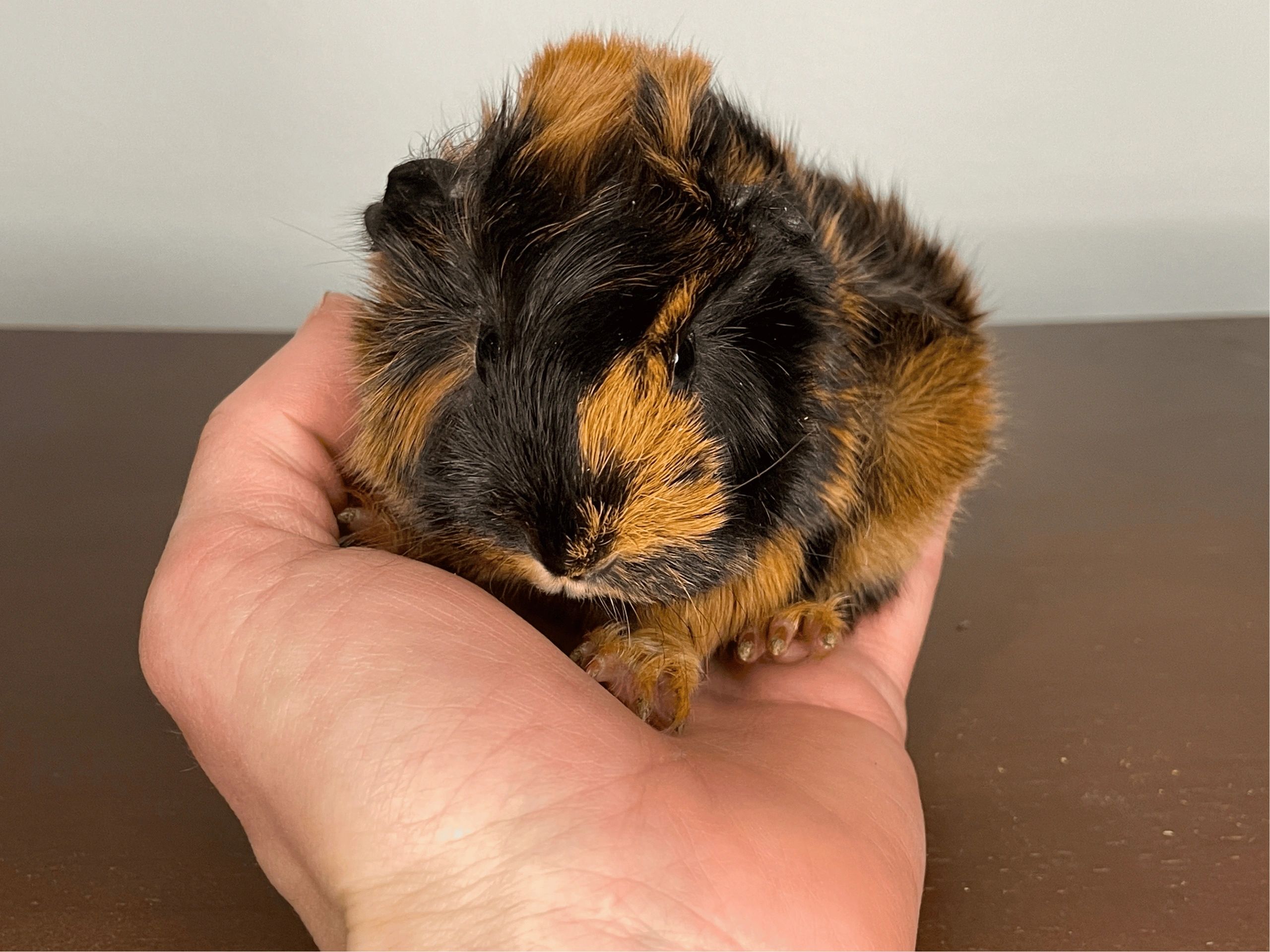 Baby Guinea Pig