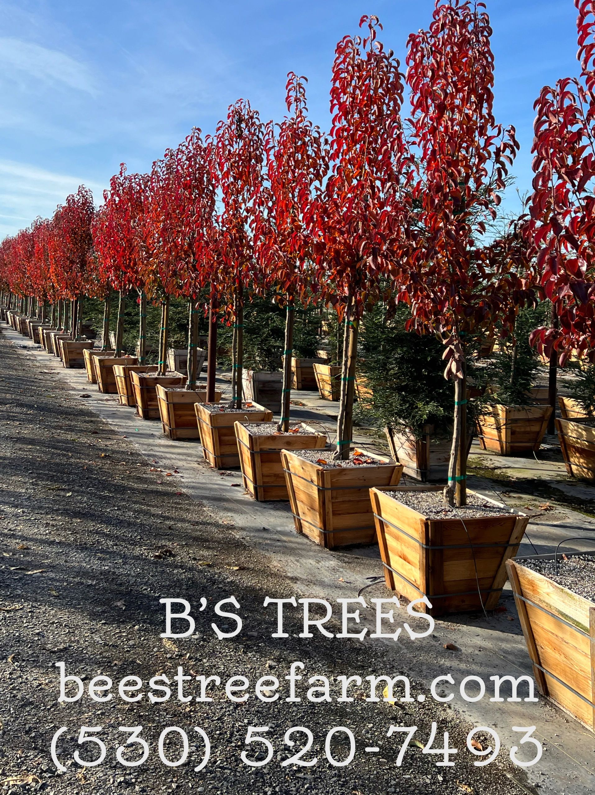 Why plant mature trees?