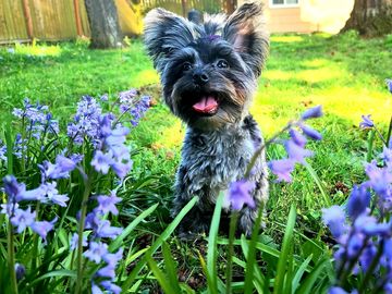 Happy small dog sitting among purple flowers in a sunny garden.