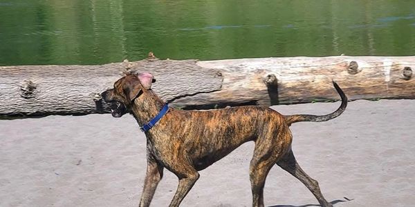 Brindle Great Dane walking by a log near a pond.