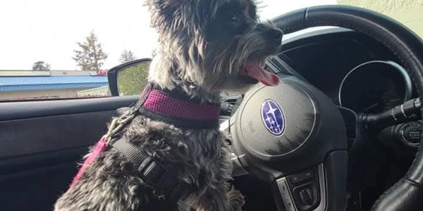 Small dog sitting in the driver's seat of a Subaru car.