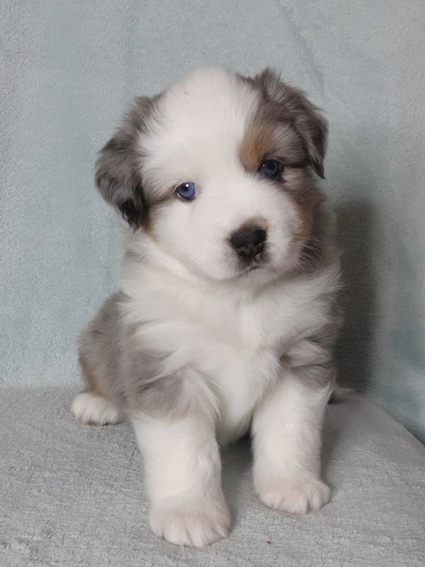 Fluffy Australian Shepherd puppy with blue eyes.