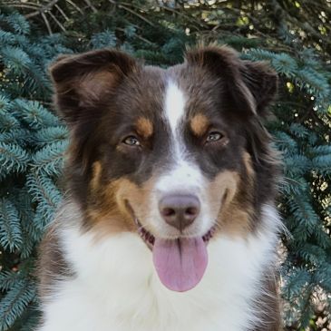 Close-up of a happy Australian Shepherd dog with its tongue out.