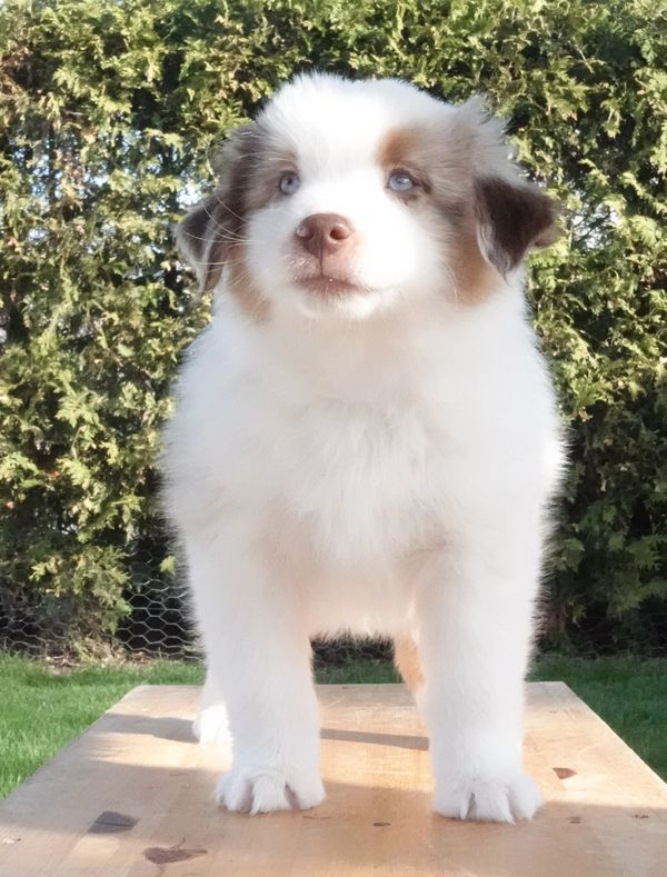 Fluffy Australian Shepherd puppy with blue eyes standing outdoors.