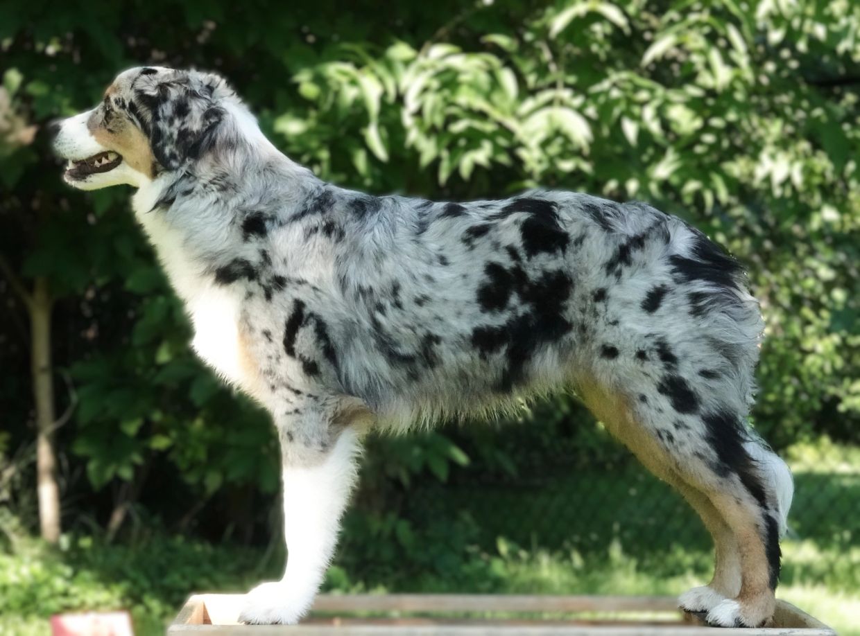 Australian Shepherd dog standing outdoors.