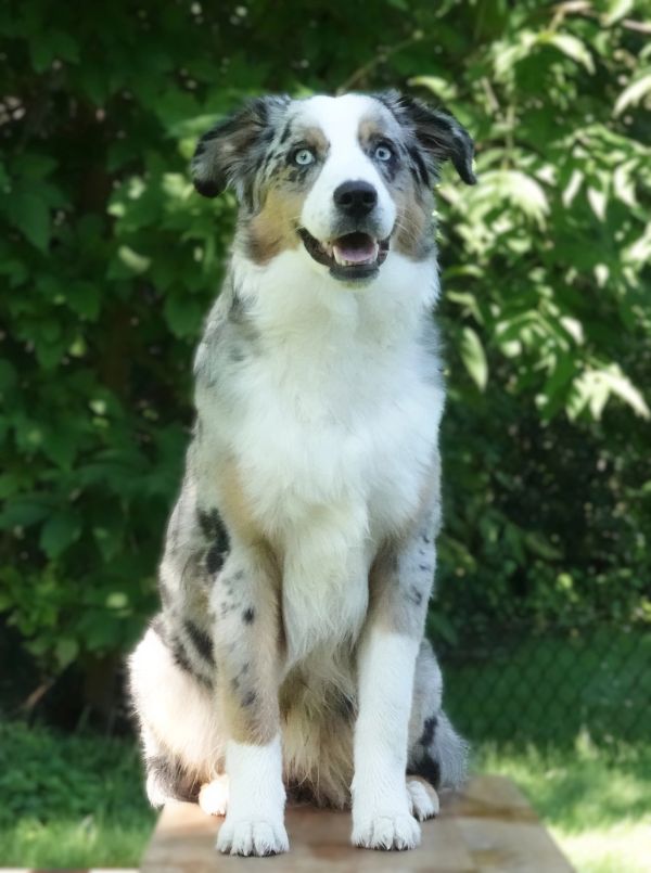 Happy Australian Shepherd sitting outdoors.