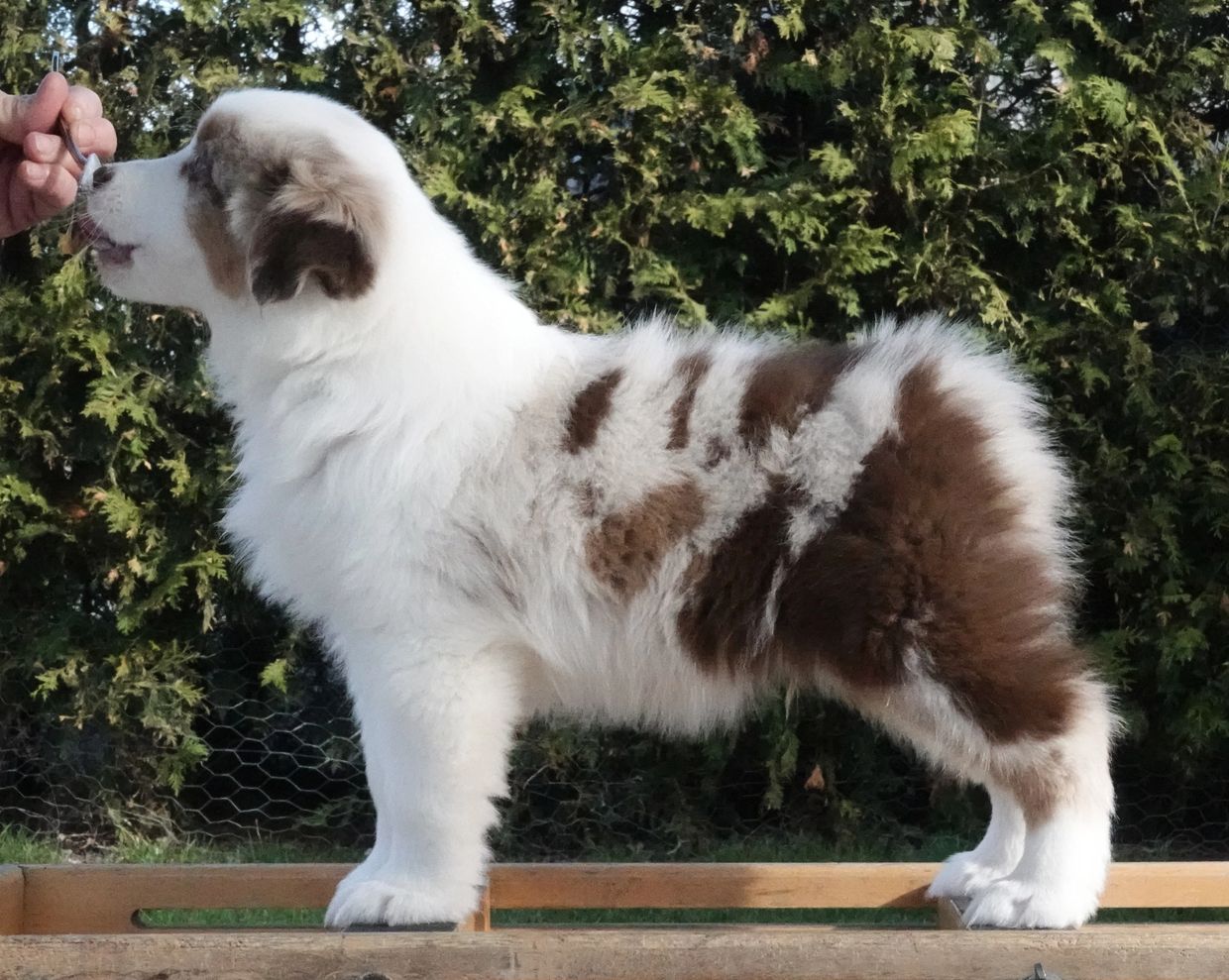Fluffy white and brown puppy standing on a wooden surface outdoors.