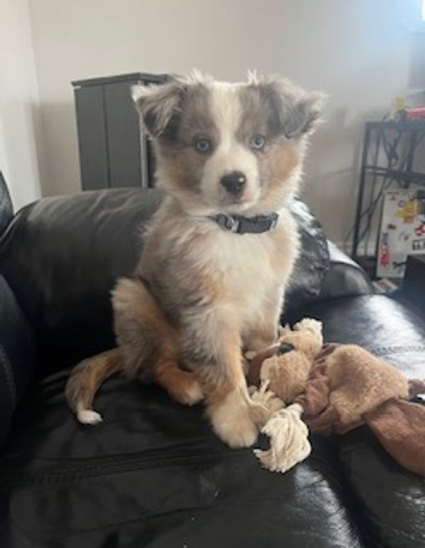 Fluffy tricolor puppy with blue eyes sitting on a black leather couch.