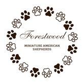 Forestwood 
 Miniature American Shepherds