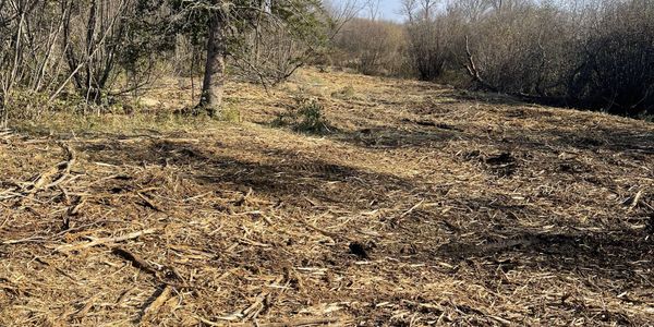Brush Mowing