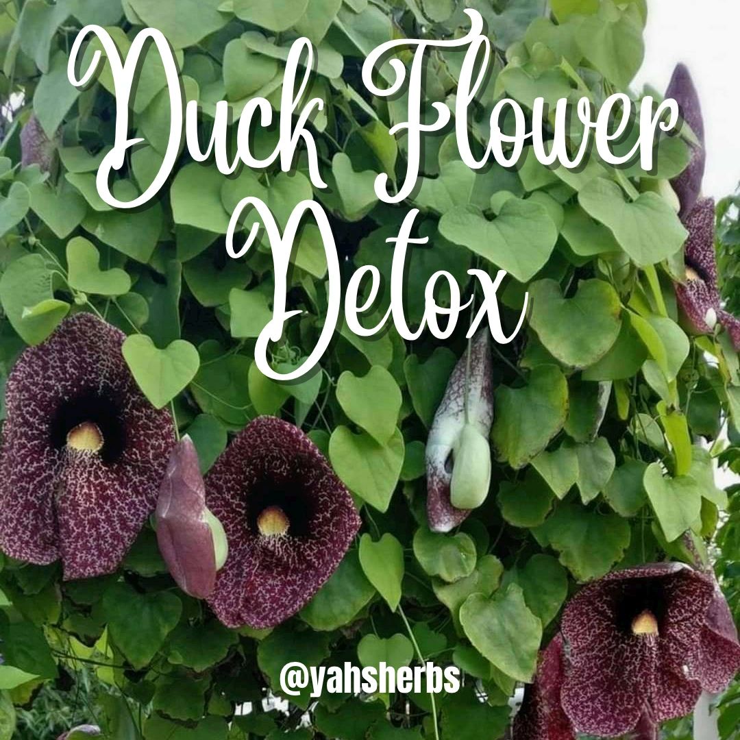 Duck Flower (whole) – Moor Herbs