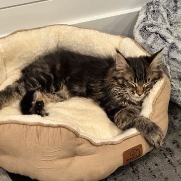 Baby Maine Coon Milo in a cozy bed From Pawz and Purz Maine Coons, an ethical breeder in British col