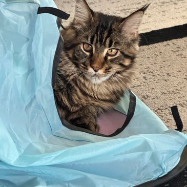 Maine Coon Milo playing with a cat tunnel raised at Pawz and Purz Maine Coons, an ethical breeder in