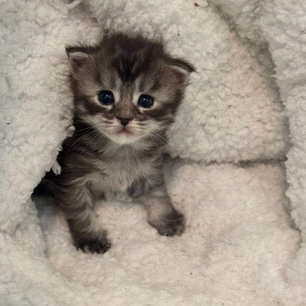 Black Silver Tabby Maine Coon Kitten From Pawz and Purz Maine Coons, an ethical breeder in British c
