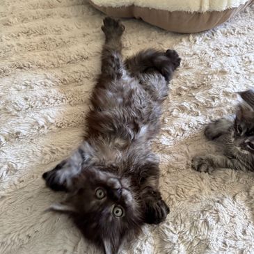 Baby black Smoke Maine Coon kitten from the mountain litter at Pawz and Purz Maine Coons, an ethical