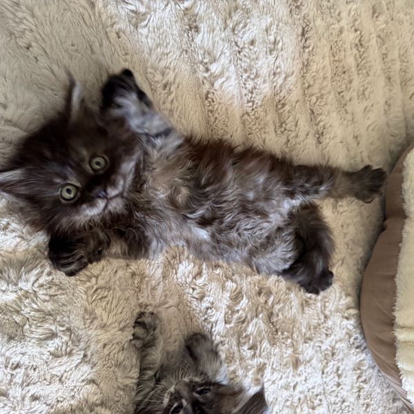 Maine Coon Kitten from Pawz and Purz Maine Coons in British Columbia