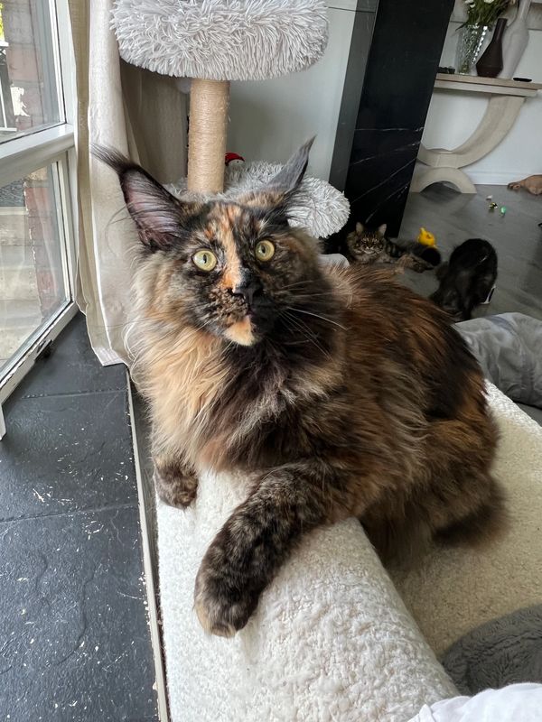 Playful Maine Coon cat named Nalah From Pawz and Purz Maine Coons, an ethical breeder in British Col