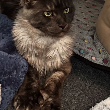 Jack the Black Smoke Maine Coon kitten playing From Pawz and Purz Maine Coons, an ethical breeder in