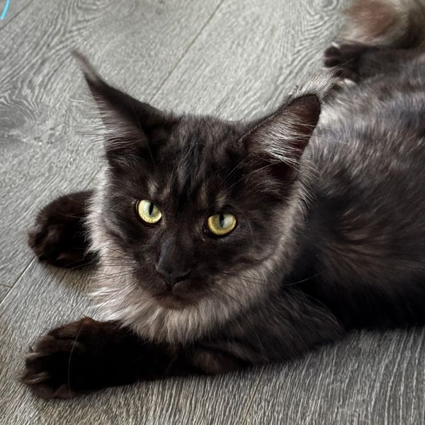 Friendly Maine Coon named Jack with long fluffy tail and tuffed ears
