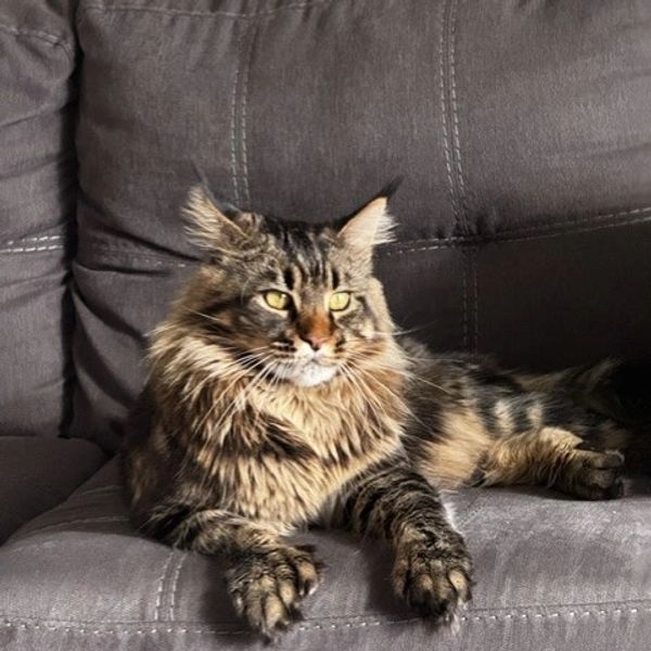 Playful Brown classic Tabby Maine Coon named Milo from Pawz and Purz Maine Coons in British Columbia