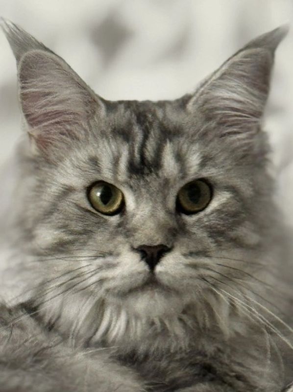 Black Silver Tabby Maine Coon Emma raised with family socialization From Pawz and Purz Maine Coons, 