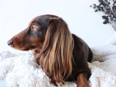 chocolate and tan long haired miniature dachshund 