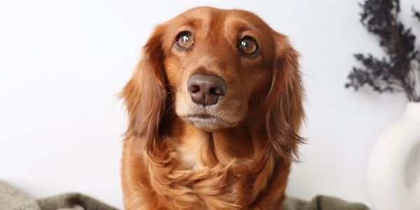 Chocolate based Red Long Haired Miniature Dachshund