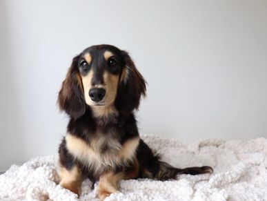 black and cream miniature dachshund