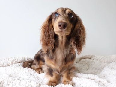 chocolate cream miniature dachshund