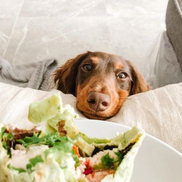 Dachshund looking at food