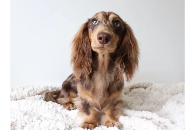 About Dachshunds Information about Dachshunds