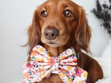 chocolate based red long haired miniature dachshund