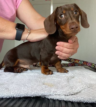 Reiki for dog groomers. Reiki for dogs. Reiki for people who work with dogs. Reiki for rescue centre
