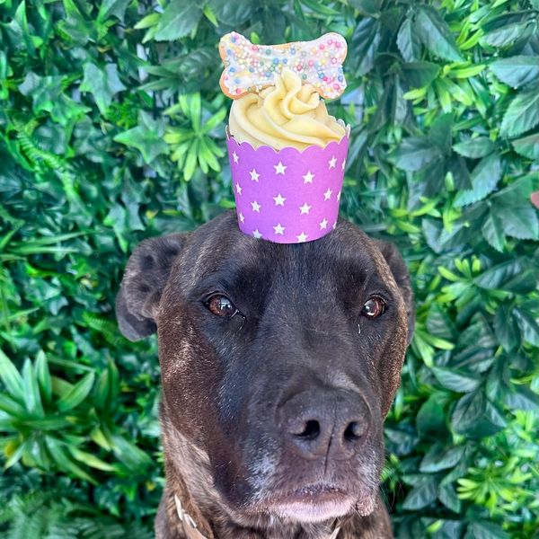 Ready Made Cakes, Pupcakes  & Baked Treats available 