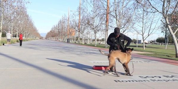A person trains a dog on a wide, tree-lined pathway on a sunny day.