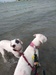 Happy Hound Walks