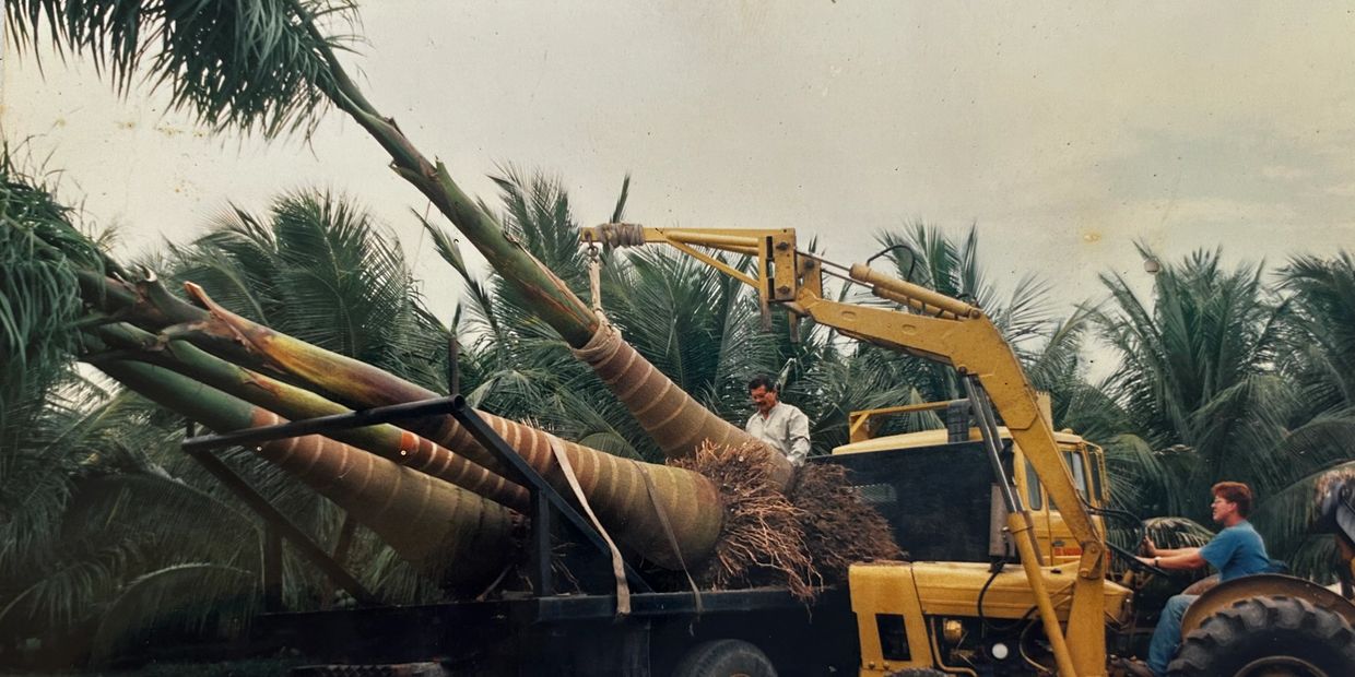 Toño (redhead on yellow crane) and Victor (on trailer with trees) planting Green Malayan trees.