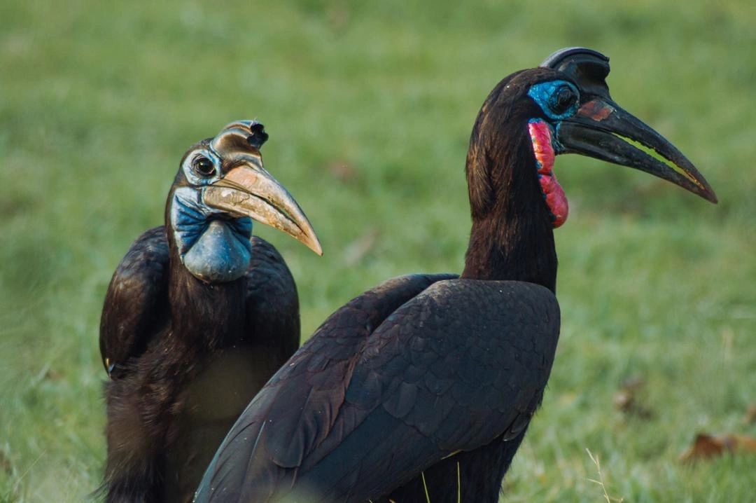 Abyssinian Ground Hornbills