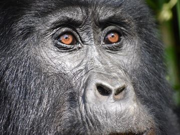 Mountain Gorilla in Bwindi
