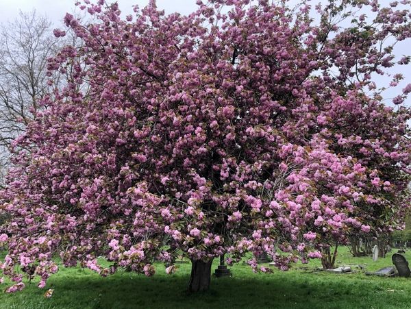 A tree with flowering pink blossom, from St George's Park in East Bristol. It is springtime.