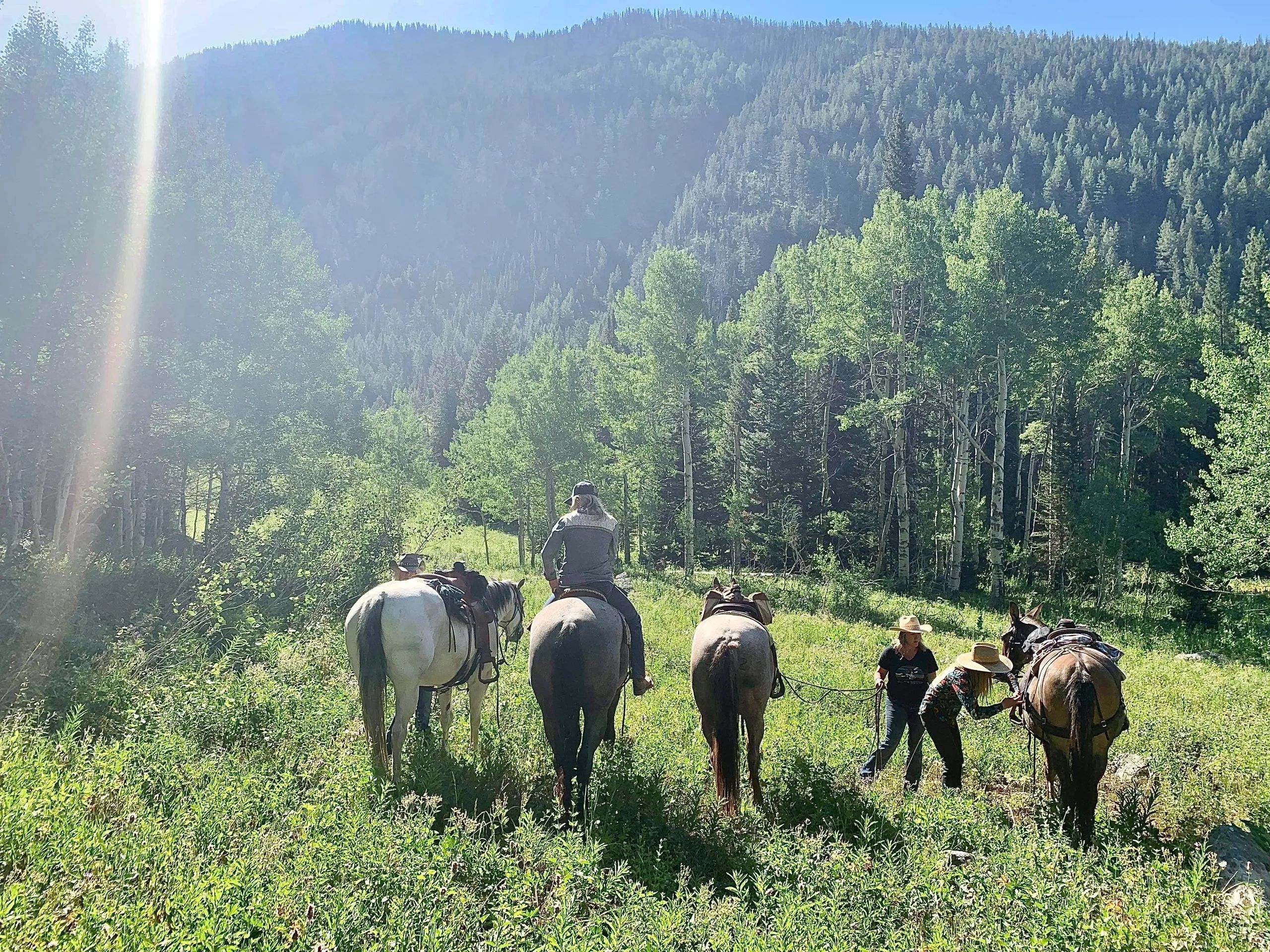 REINS - Equine Therapy and Equine Rescue - Park City, Utah