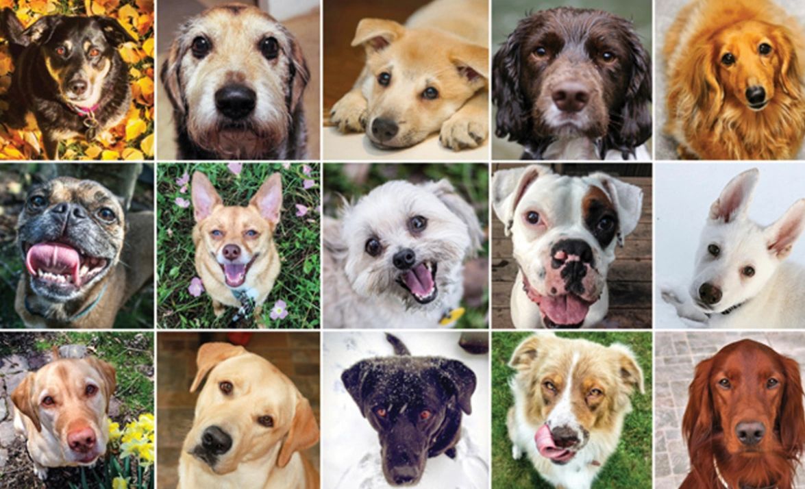 Happy Dog House Calls