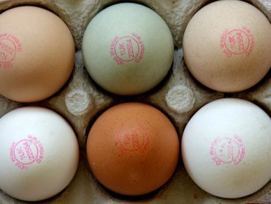 A carton with six eggs of various colors stamped with red ink marks.